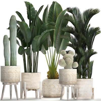 现代植物模型组